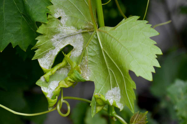 Plíseň révy - porost patogenu na rubu listu