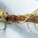 Škodcovia kapustovín (1): Škodcovia poškodzujúci korene