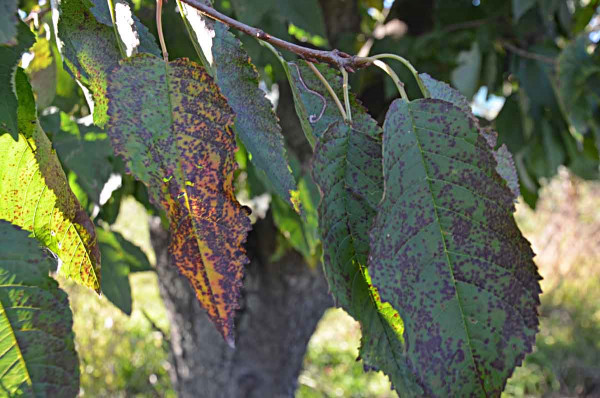 Skvrnitost listů třešně - pozdní napadení