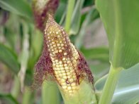 Vrcholová část palice kukuřice se nevyvíjí v důsledku sucha