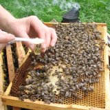 Řepkový med je (zatím) bez rizika