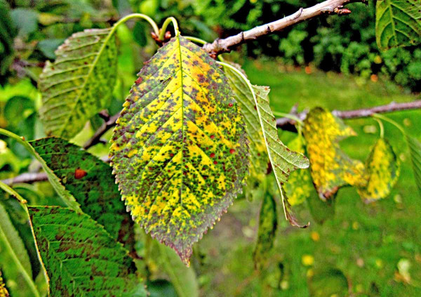 Skvrnitosti listů višně
