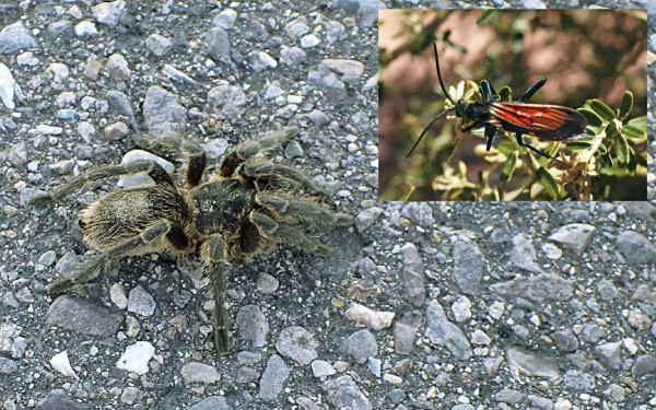 Obr. 11: Velké druhy hrabalek (délka těla 3 cm) indikují přítomnost velkých pavouků (8 cm)