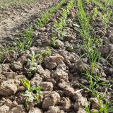 Pěstování pšenice seté ve směsné kultuře s leguminózou