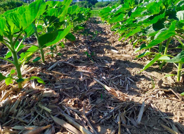 Slunečnice setá do podrytých řádků, předplodina  zrnová kukuřice - 90 % zbytků na povrchu půdy  s omezením odběru vody na rozklad organické hmoty