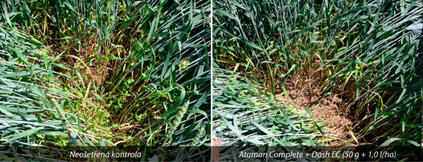 Obr. 1: Účinnost herbicidního ošetření ozimé pšenice (ZS Kujavy)