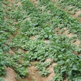 Regulace plevelů při pěstování brambor v ochranných pásmech vodních zdrojů
