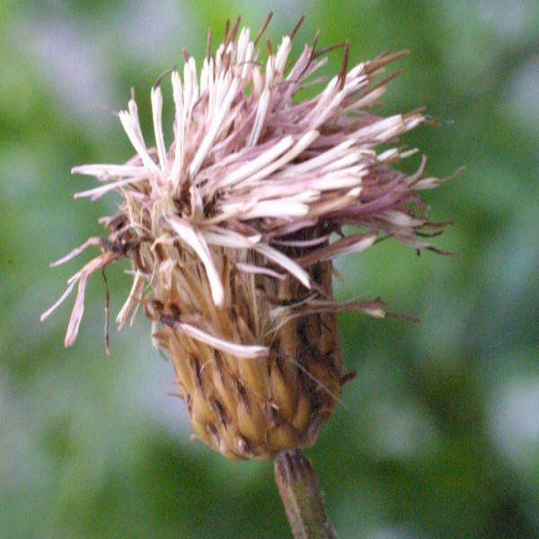 Samčí úbory pcháče jsou bez semen (nažek)