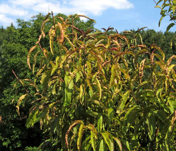 Suchá skvrnitost listů peckovin - broskvoň