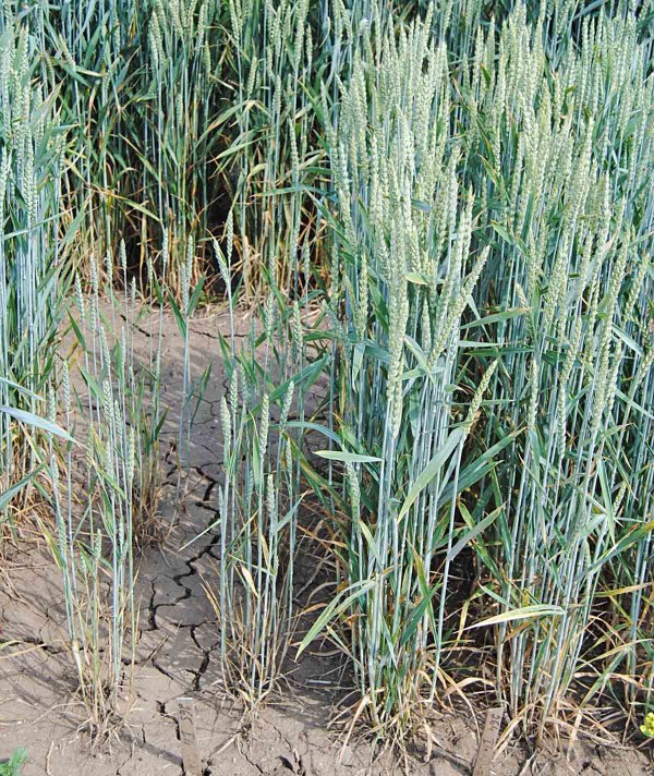 Obr. 2: Pšenice ozimá - rozdíly v úrovni rezistence šlechtitelských materiálů
