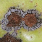 Rezistence původce strupovitosti jabloní Venturia inaequalis vůči DMI fungicidům