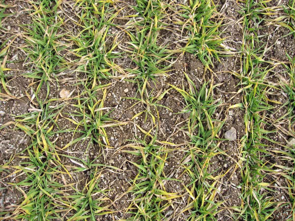 Obr. 1b: Zežloutnutí listů pšenice v březnu 2018 po ranních mrazech a silném slunečním záření