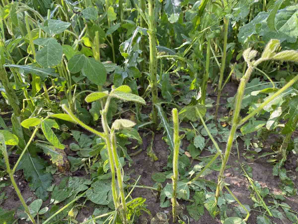 Obr. 2: Rostliny sóji po krupobití (foto: V. Vozák)