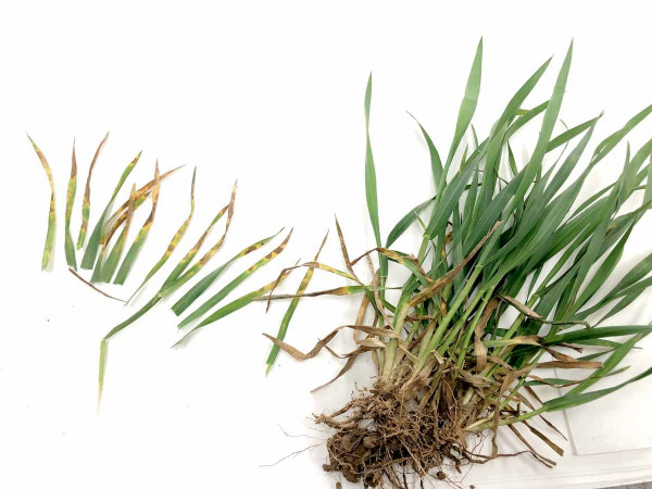 Přítomnost nekróz a plodnic braničnatky pšeničné je lokalizována na nejspodnější listy odnožujících rostlin