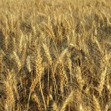 Jak zajistit kvalitní pšenici? Zkontrolujte, zda se v půdě nachází síra