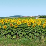 Nabídka hybridů slunečnice pro rok 2018