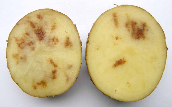 Abiotická rzivost dužniny bramboru