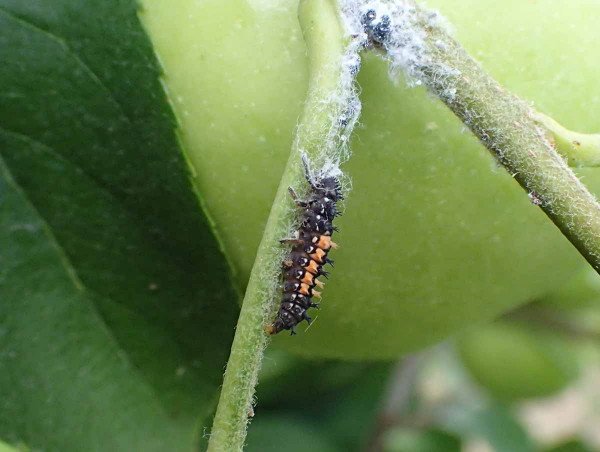 Dravá larva slunéčka