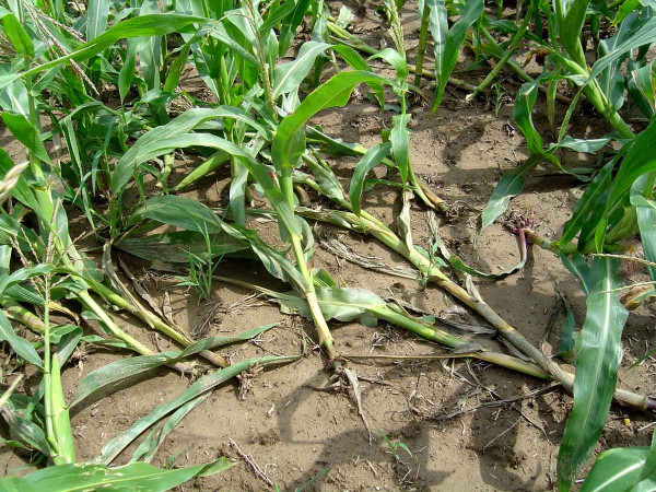 Bázlivec kukuřičný – „husí krky“ po žíru larev na kořenech