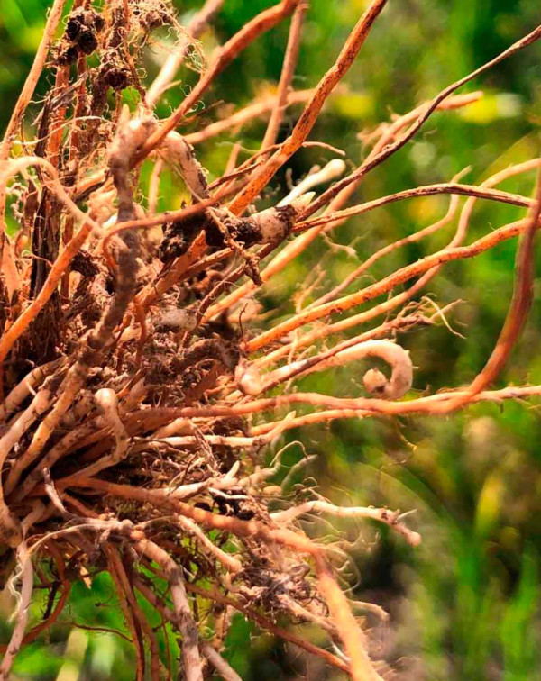 Detailní pohled na kořeny rýže napadené háďátkem