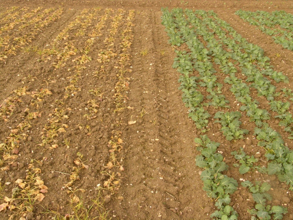 Obr. 3: Poškození konvenční odrůdy řepky způsobené herbicidem Cleravis (vlevo konvenční odrůda, vpravo Clearfield odrůda)