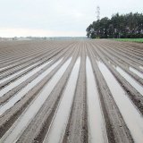Inovace pěstební technologie u brambor s ohledem na ochranu vod