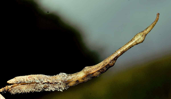 Poškození šešulí bejlomorkou a následný výskyt houbových patogenů