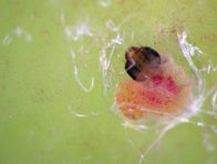 Líhnoucí se housenka obaleče jablečného: ideální termín pro aplikaci přípravků na bázi CpGV