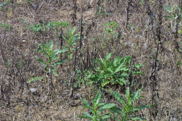 Při nižších dávkách herbicidu pcháč rolní velmi často regeneruje