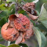 Výskyt chorob a abiotikóz ovocných dřevin a révy v roce 2022