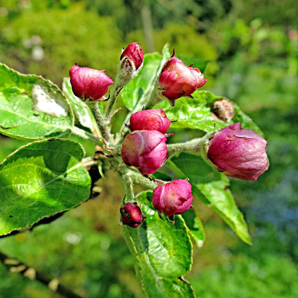 Fáze růžové poupěte u jabloní