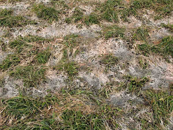 Plíseň sněžná v trávníku - světlorůžová plísňovitost trav