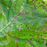 Choroby řepy: Listové skvrnitosti řepy