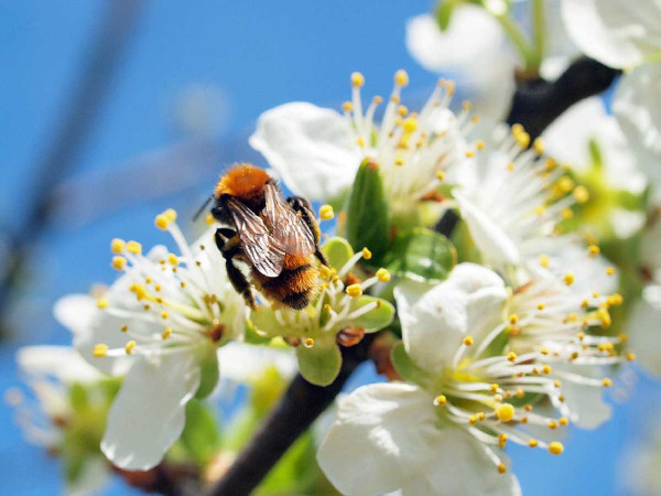 S kvetením ovocných stromů je spojen výskyt opylovačů - pískorypka rodu Andrena