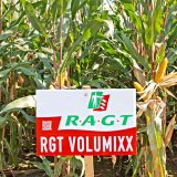 Hybridy kukuřice RAGT pro maximální výnos a zisk