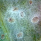 Entomopatogenní houby v ochraně rostlin proti škůdcům