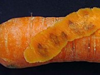 Poškození kořene pochmurnatkou mrkvovou