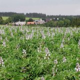 Pěstování luskovin (5): Luskoviny pro krmné účely