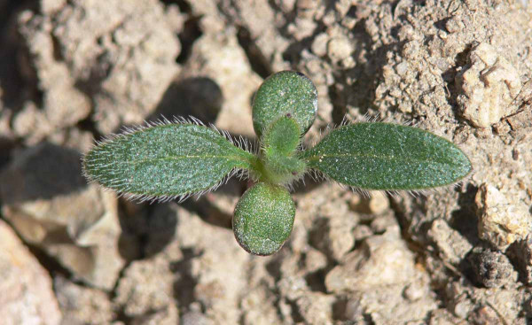 Iva - mladá rastlina
