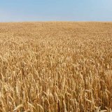 Vplyv hnojív obohatených lignitom na kvantitatívne a kvalitatívne parametre zrna pšenice ozimnej