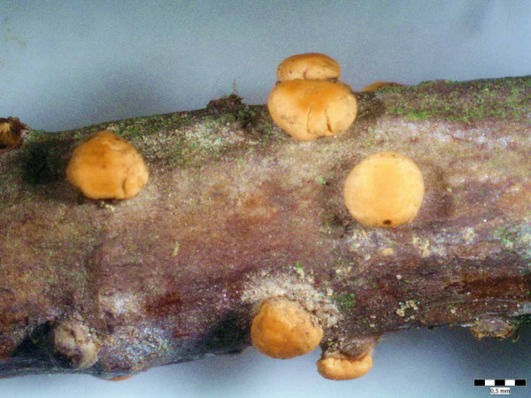 Plodničky houby Nectria cinnabarina
