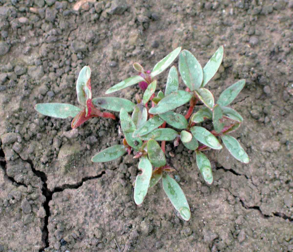  Obr. 8 Klíční rostliny laskavce (Amaranthus sp.)