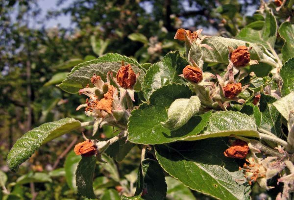 Poupata poškozená květopase jabloňovým