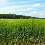Zkoušení odrůd pšenice jarní a ječmene jarního pro ekologické zemědělství