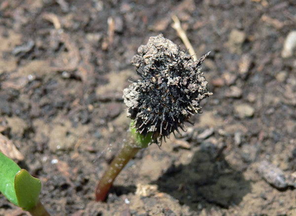 Voškovník polabský - vzchádzajúca rastlina