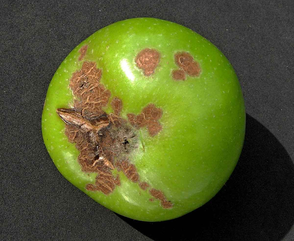 Strupovitost jabloně na plodu