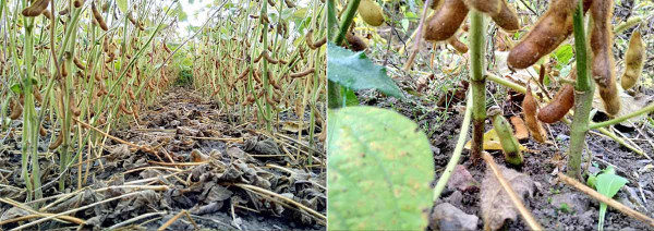 Obr. 5: Výška apikálního konce nejspodnějšího lusku od povrchu půdy - vlevo je varianta s aplikací bakterií a hnojiv, vpravo varianta bez aplikace