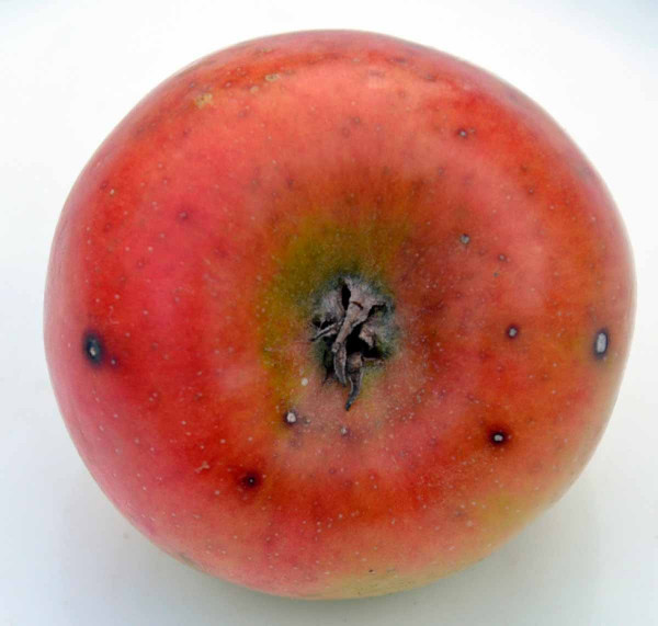 Diplokarponová skvrnitost listů jabloně - napadený plod