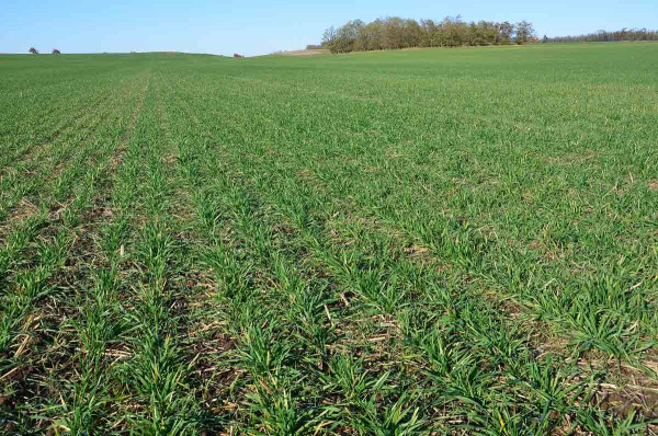Spolehlivé odplevelením ozimé pšenice, žita a tritikale od chundelky metlice a dvouděložných plevelů zajistí aplikace herbicidu Orcane v dávce 50 g/ha společně se smáčedlem Šaman (0,4 l/ha)