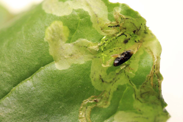 Larva chalcidky vysává květilku řepnou v listové mině špenátu